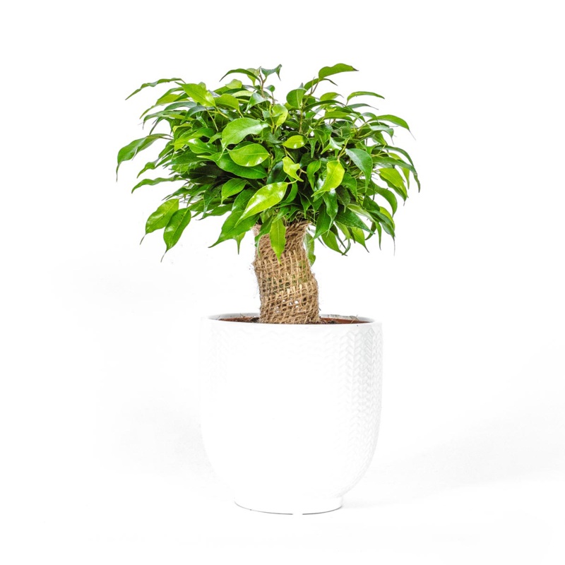 Kinky Ficus Tree-30cm