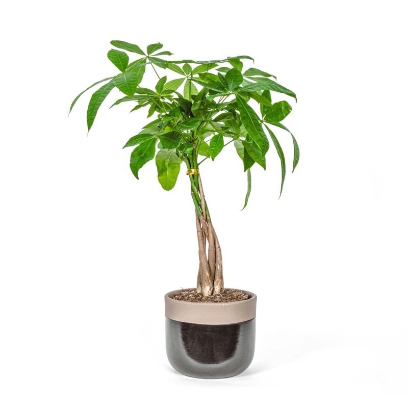 Money Tree-40 – 50cm