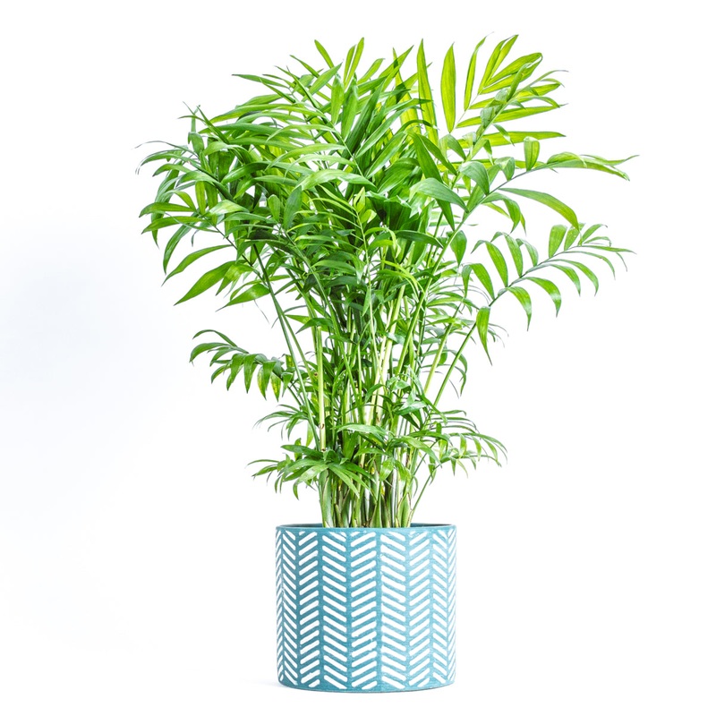 Parlour Palm-20 – 30cm & 50 – 70cm