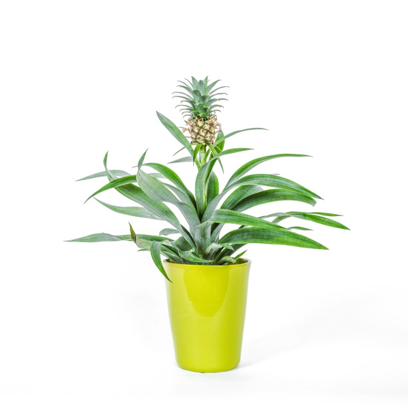 Pineapple plant-40cm
