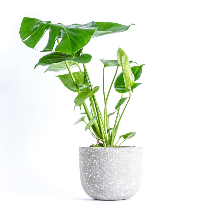 Swiss Cheese Plant – Monstera Deliciosa