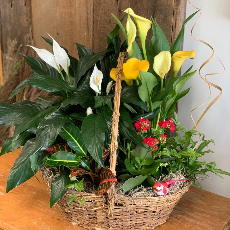 Planter Gardens – Medium to Large