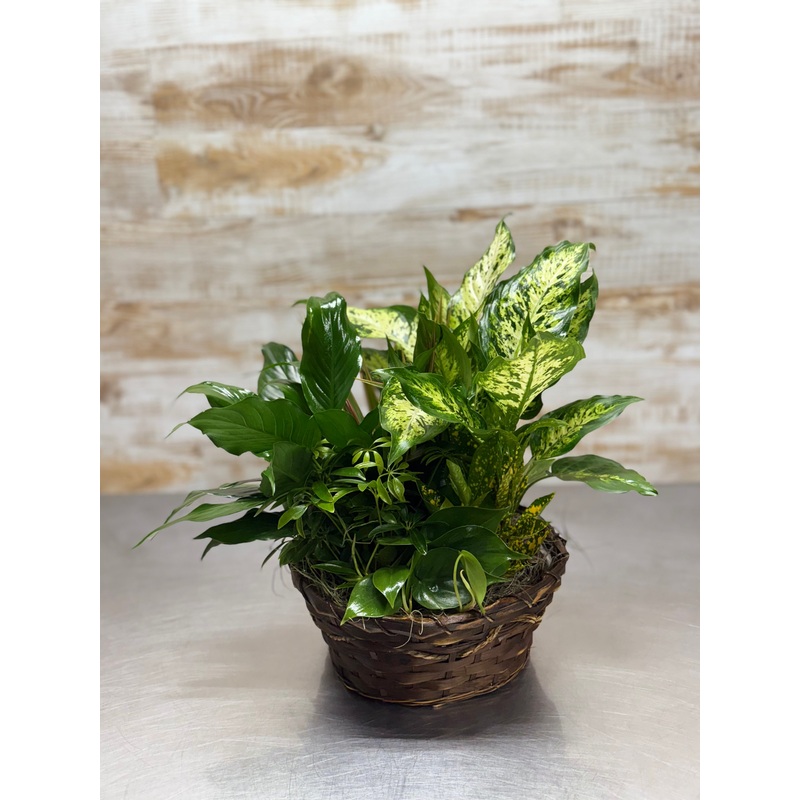 Classic Dish Garden-Entry Level & Preferred & Premium Plus