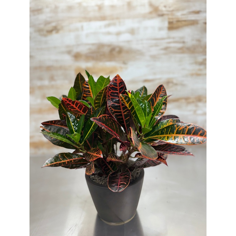 Croton Plant-Noticeable & Impressive