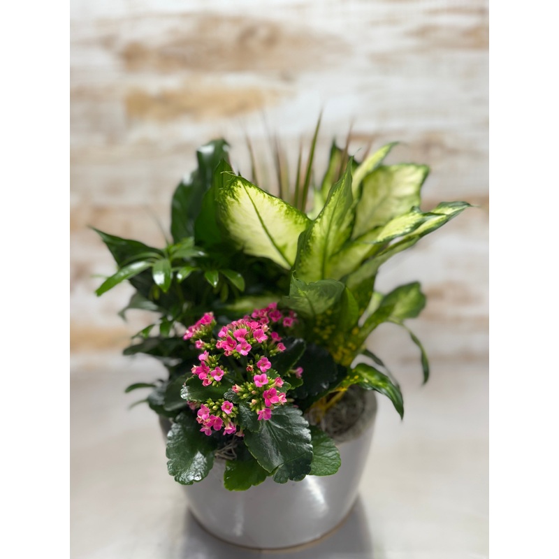 European Garden in a ceramic or metal container