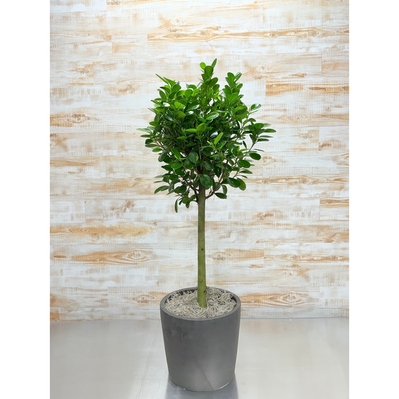 Ficus Moclame-Impressive