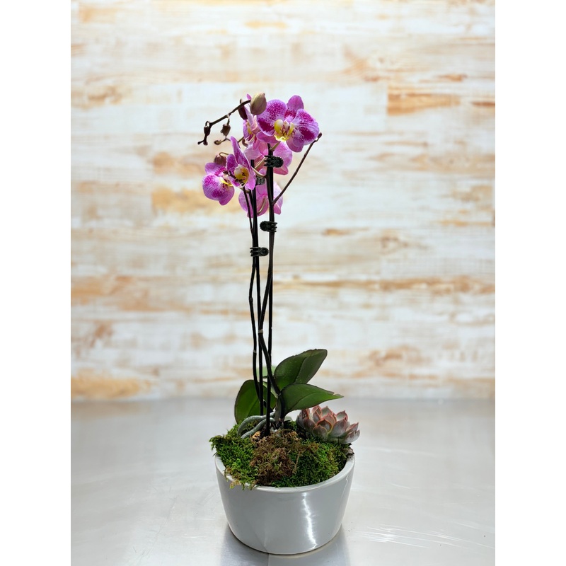 Orchid Plant-Noticeable & Impressive & Unforgettable