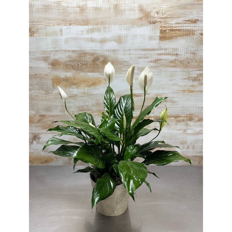 Peace Lily in a decorative container
