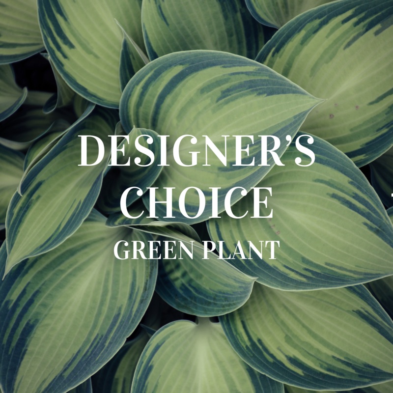 Designer’s Choice Green Plant-$50 & $75 & $100 & $125 & $150 & $175 & $200 & $250 & $300 & $350 & $400
