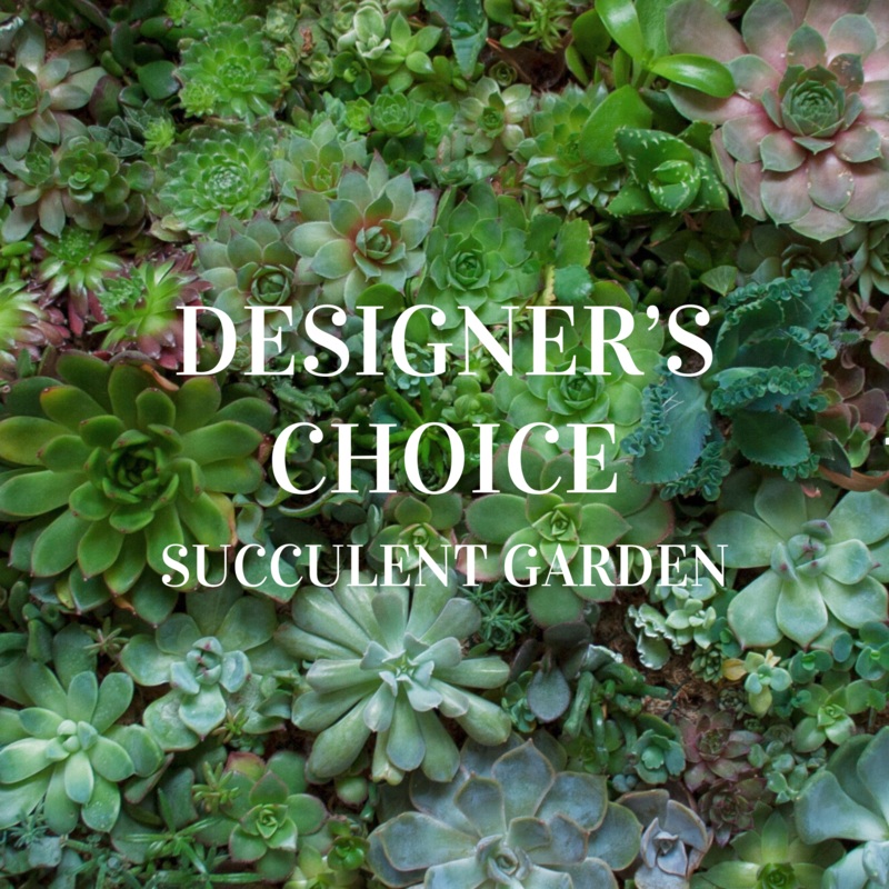 Designer’s Choice Succulent Garden