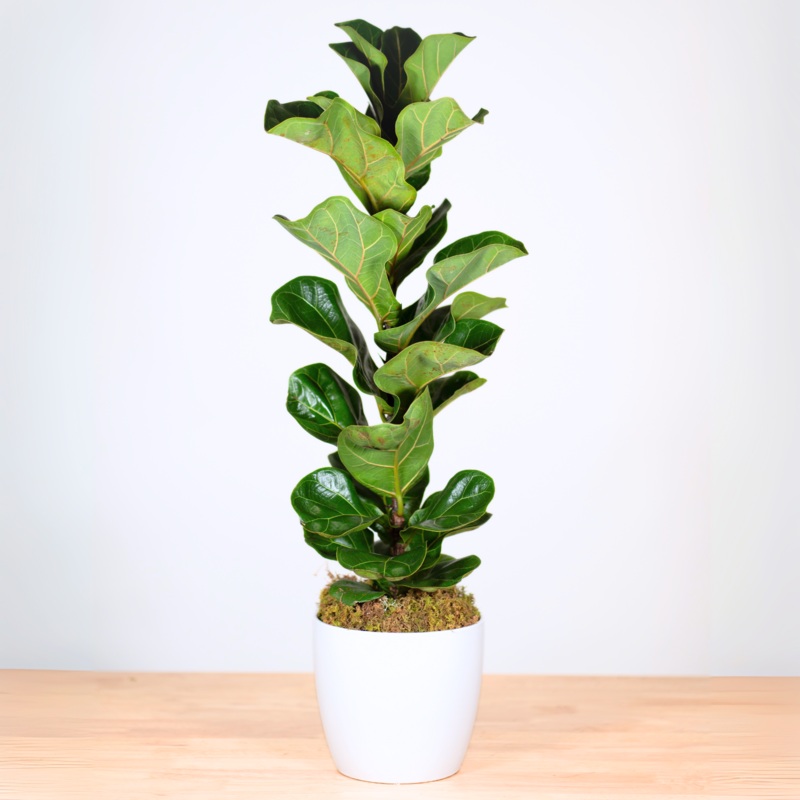 Fiddle Leaf Fig-Basket & Ceramic & Tin