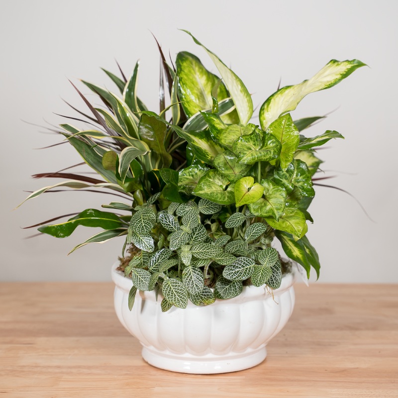 Green and Growing Garden-Standard- 10″ pot & Premium-14″ pot & Deluxe – 12″ Pot