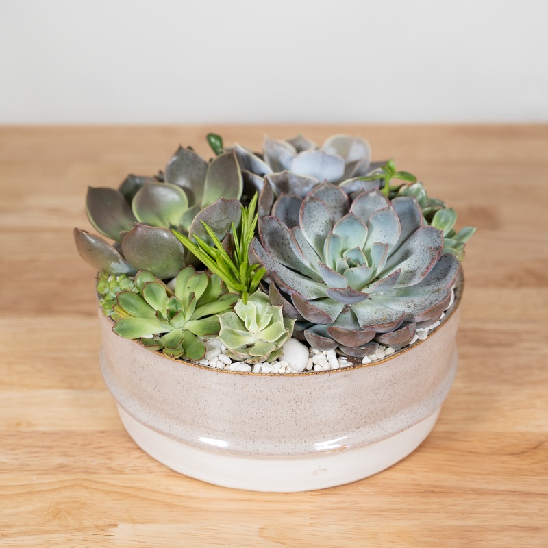 Mesa Succulent Garden