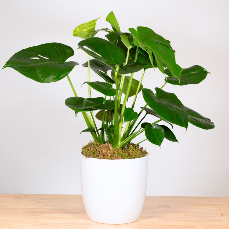 Monstera-6 Inch & 8 Inch-Basket & Ceramic & Tin
