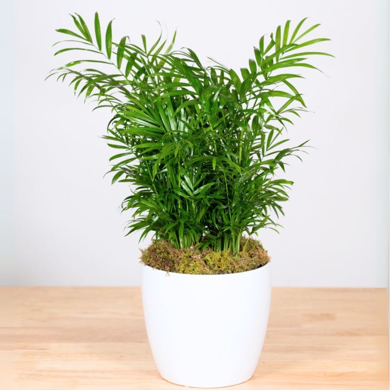 Parlor Palm-6 Inch & 8 Inch-Basket & Ceramic Container & Tin