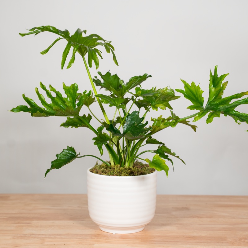 Philodendron Lickety Split-Basket & Upgraded Container
