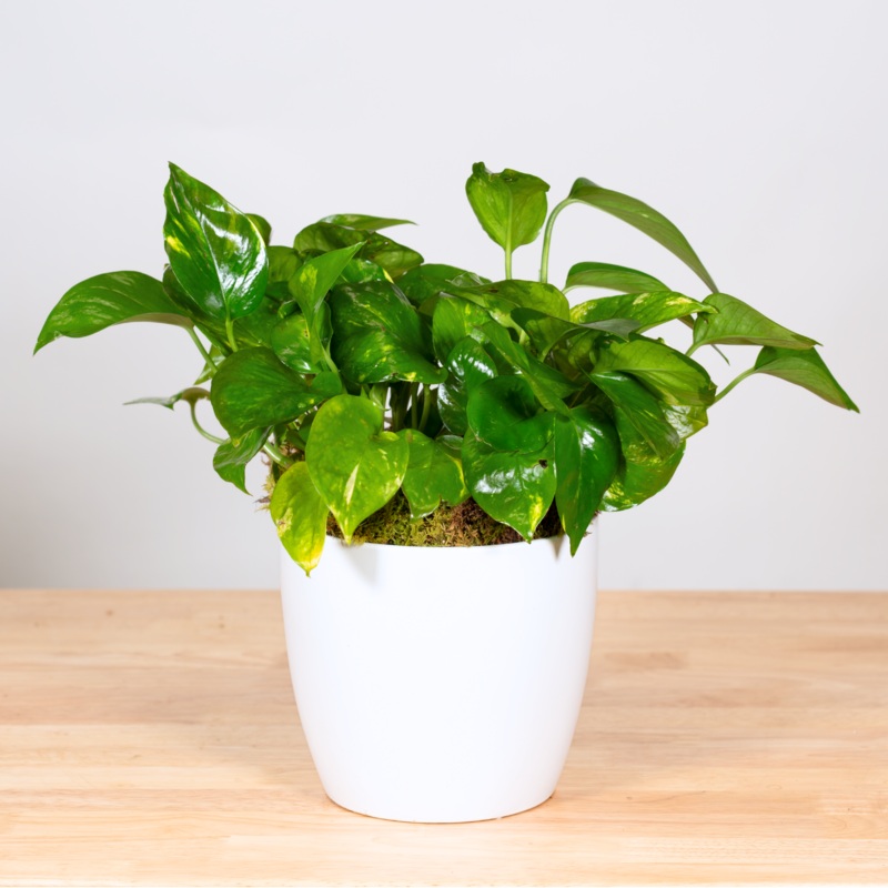 Pothos-Basket & Ceramic Container