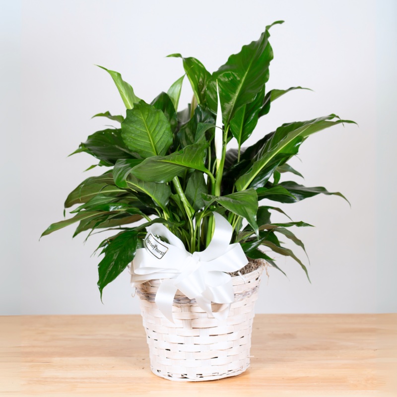 Spathiphyllum (Peace Lily)-6″ & 8″ & 10″-Standard – Basket & Deluxe – Upgraded Container & Premium – Upgraded Container
