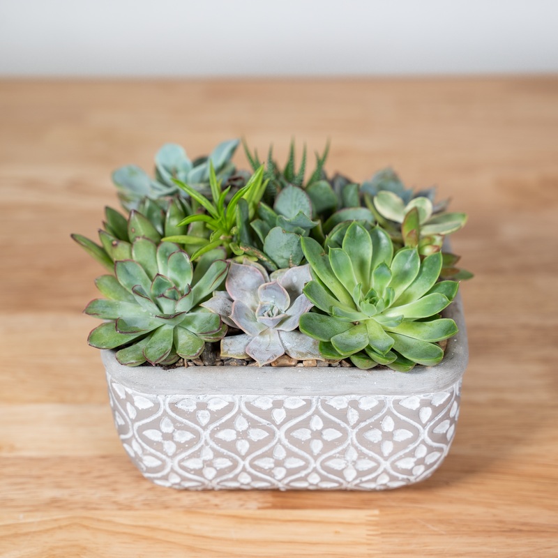 Sunny Succulent Garden