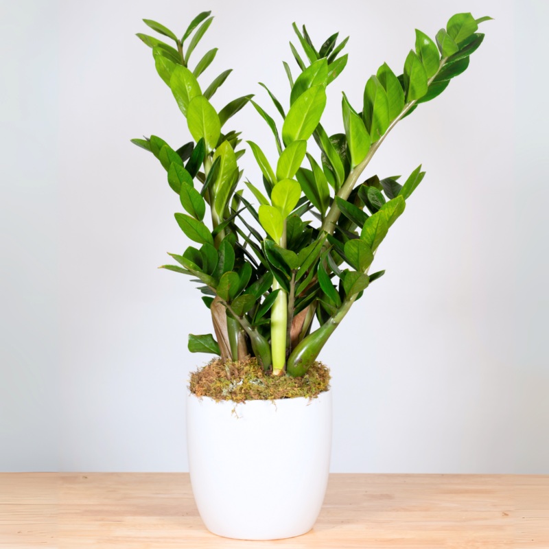 ZZ Plant-6 Inch & 8 Inch-Basket & Ceramic & Tin