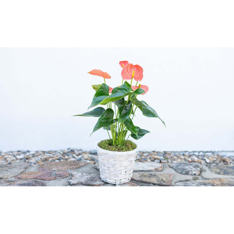 Anthurium – 6 Inch-Basket & Ceramic