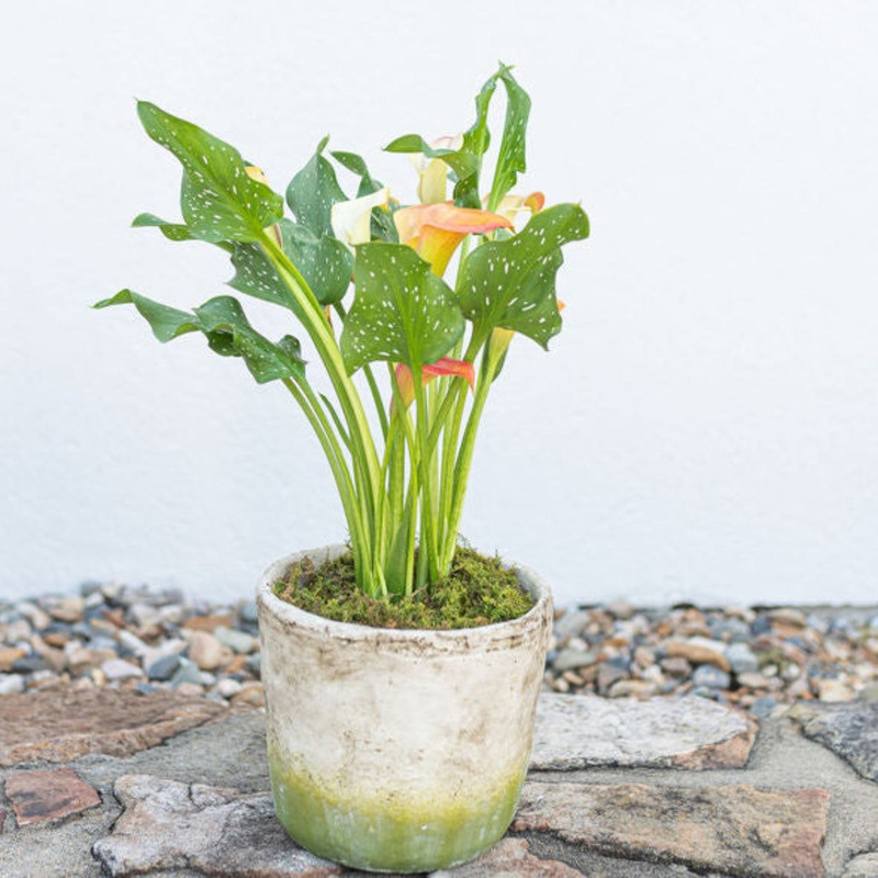 Calla Lily-Basket & Ceramic & Stem & Bunch