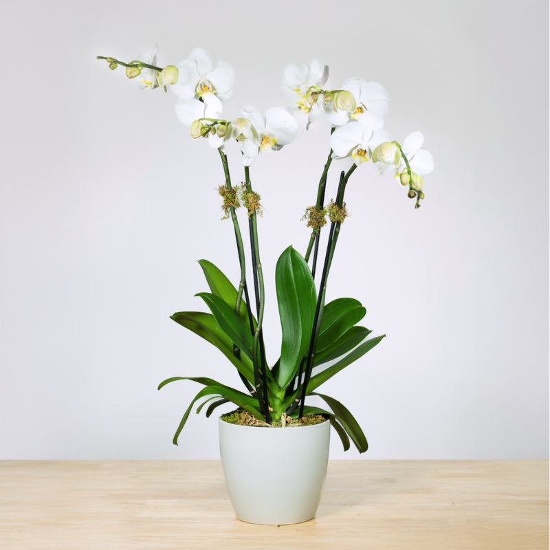 Double Stem Orchid – Double