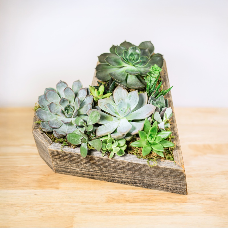 Wooden Heart Succulent Garden