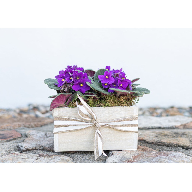African Violet Box