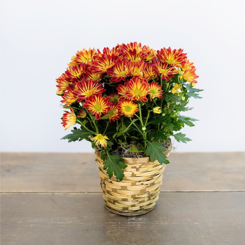 Autumn Mum-Basket & Ceramic