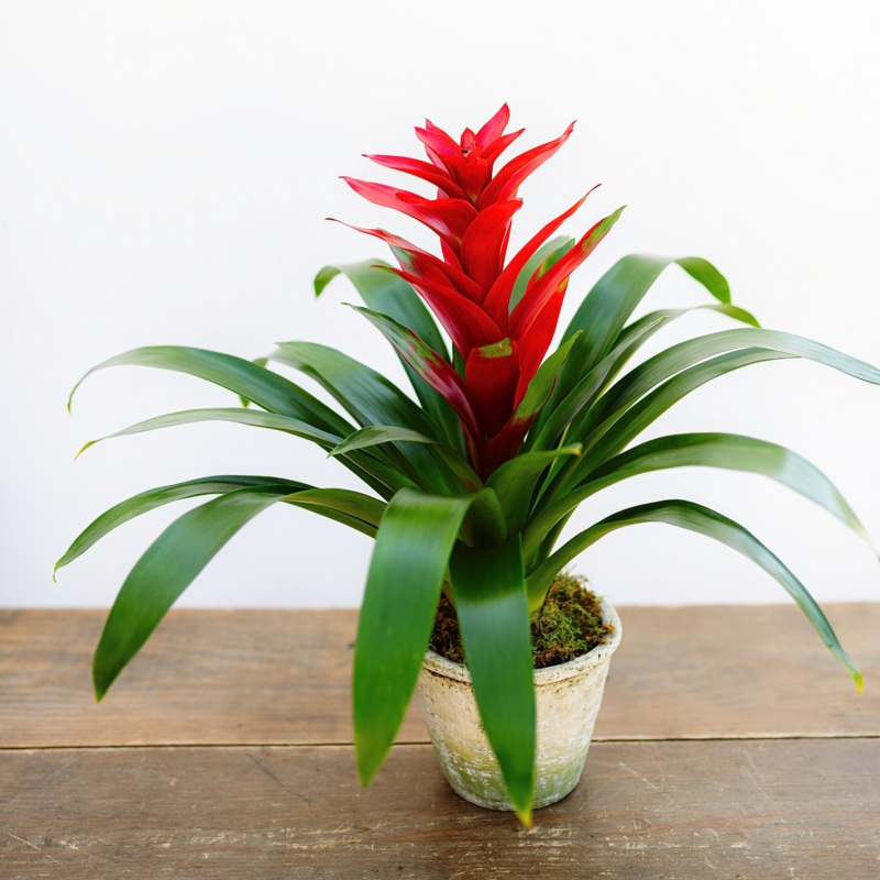 Bromeliad Guzmania-6″-Basket & Ceramic