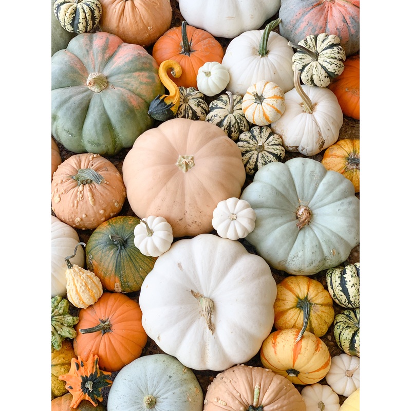 Designer Pumpkin Delivery-Standard $150 & Deluxe $225 & Premium $300-Delivery to front door & Delivery & Designer Installation