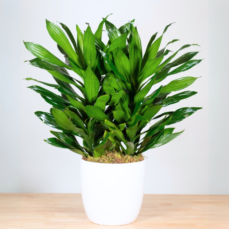 Dracaena Green Jewel-8″-Basket & Ceramic & Tin
