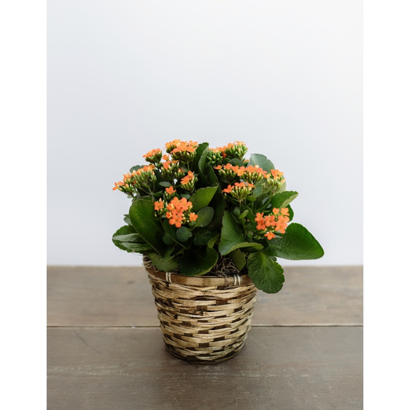 Fall Kalanchoe-Basket & Ceramic