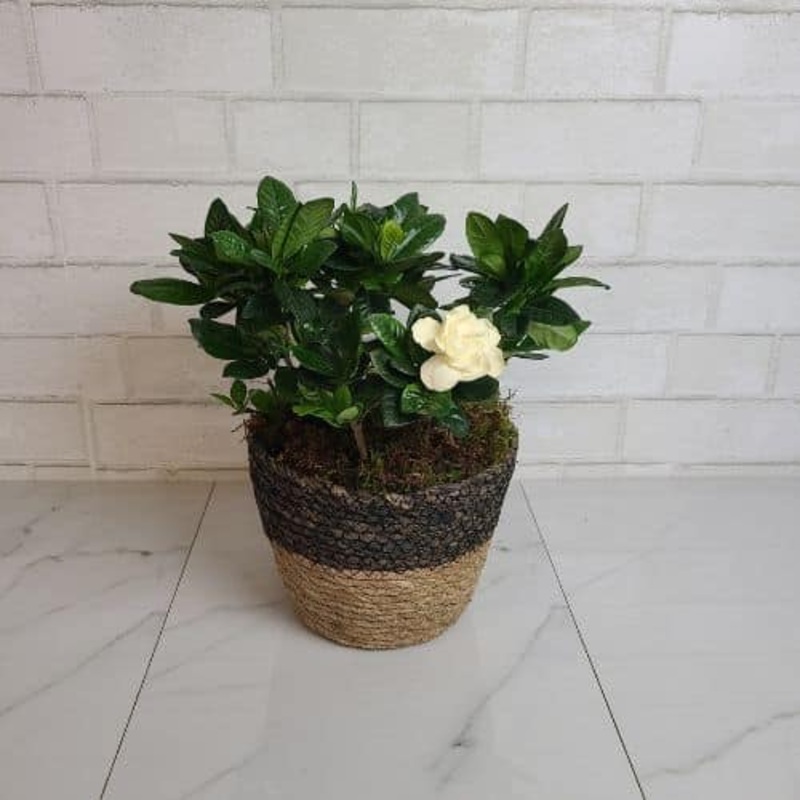 Gardenia-6″-Basket & Ceramic Container