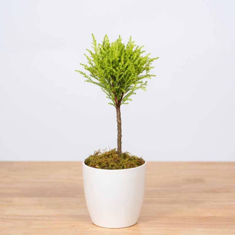 Goldcrest Topiary – 4.5 Inch-Yes – include a bow & No bow