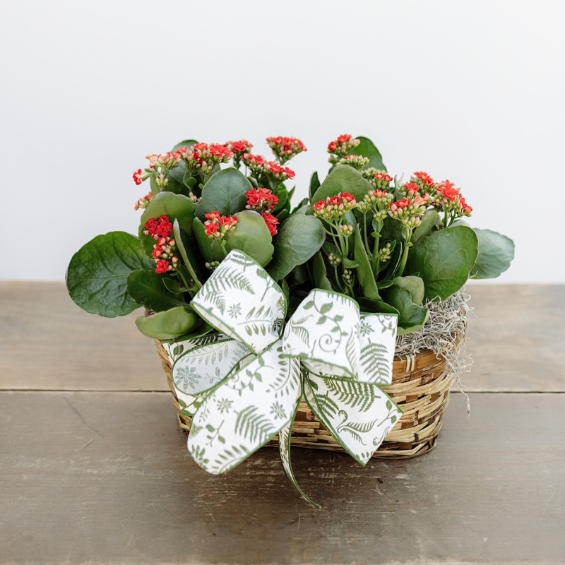 Kalanchoe Double Basket-White & Natural