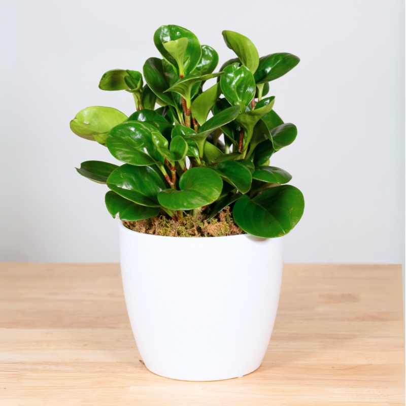 Peperomia Rubber Plant-6″-Basket & Ceramic