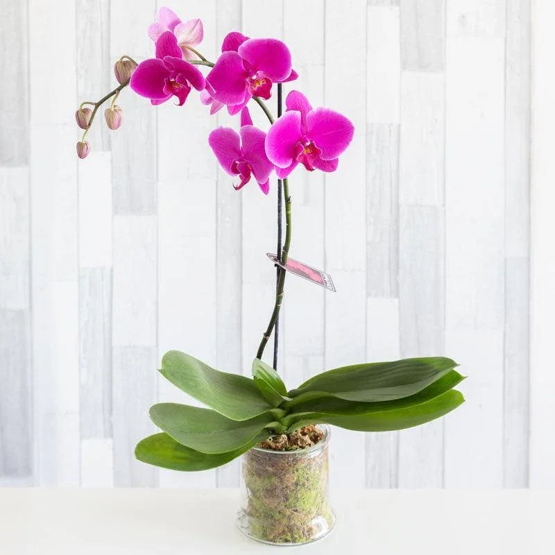 Coloured Phalaenopsis Orchid (Sold out)