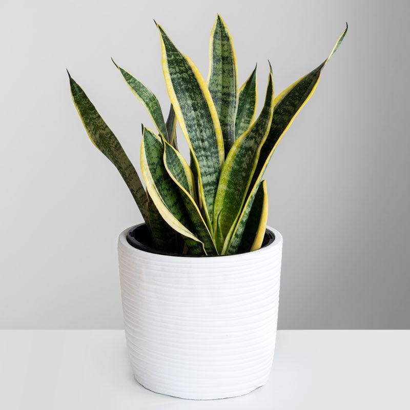 Potted Mother In Law’s Tongue