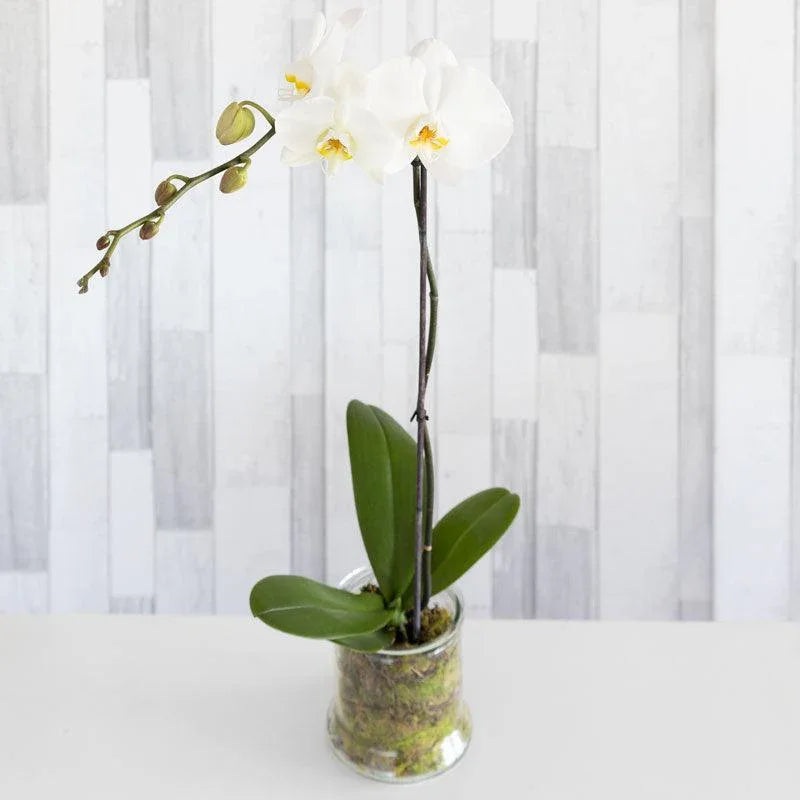 White Phalaenopsis Orchid Plant
