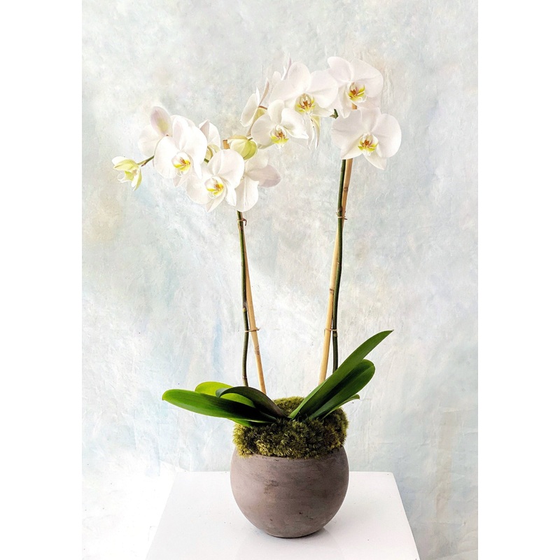 Classic Phalaenopsis Orchid Planter