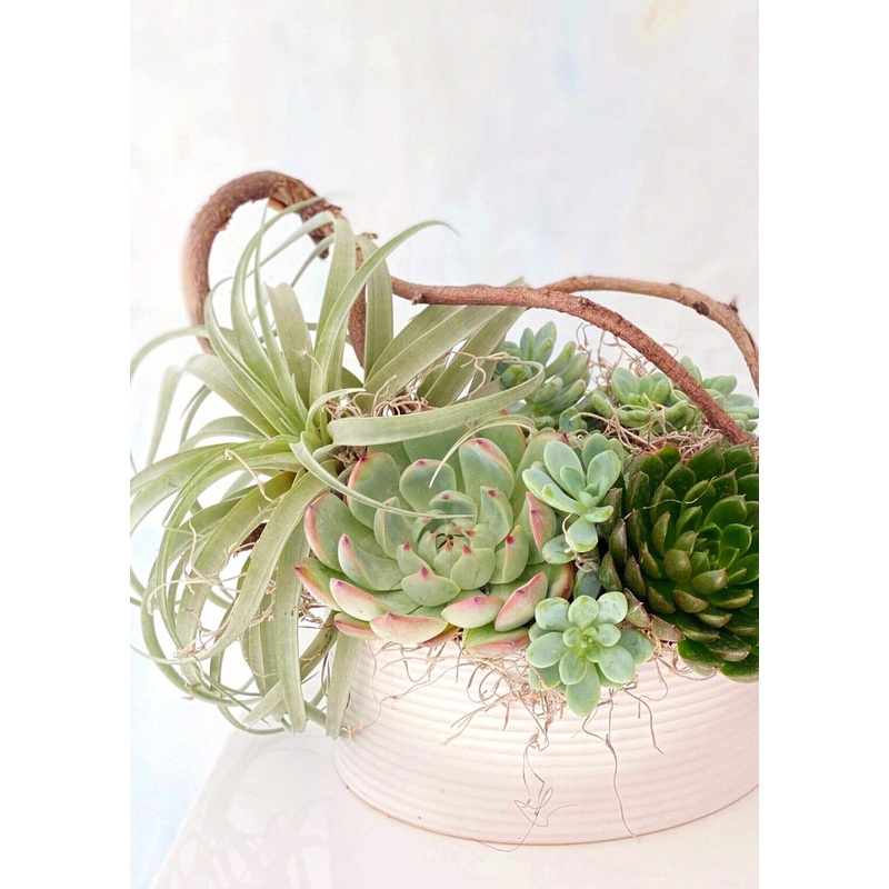 Deluxe Succulent Planter-Arrangement Only & + Mini Louis Sherry Gourmet Chocolates & + Large Louis Sherry Gourmet Chocolates & + Sugar Paper Candle & + Flower Pressed Shortbread Cookies | 1 Dozen