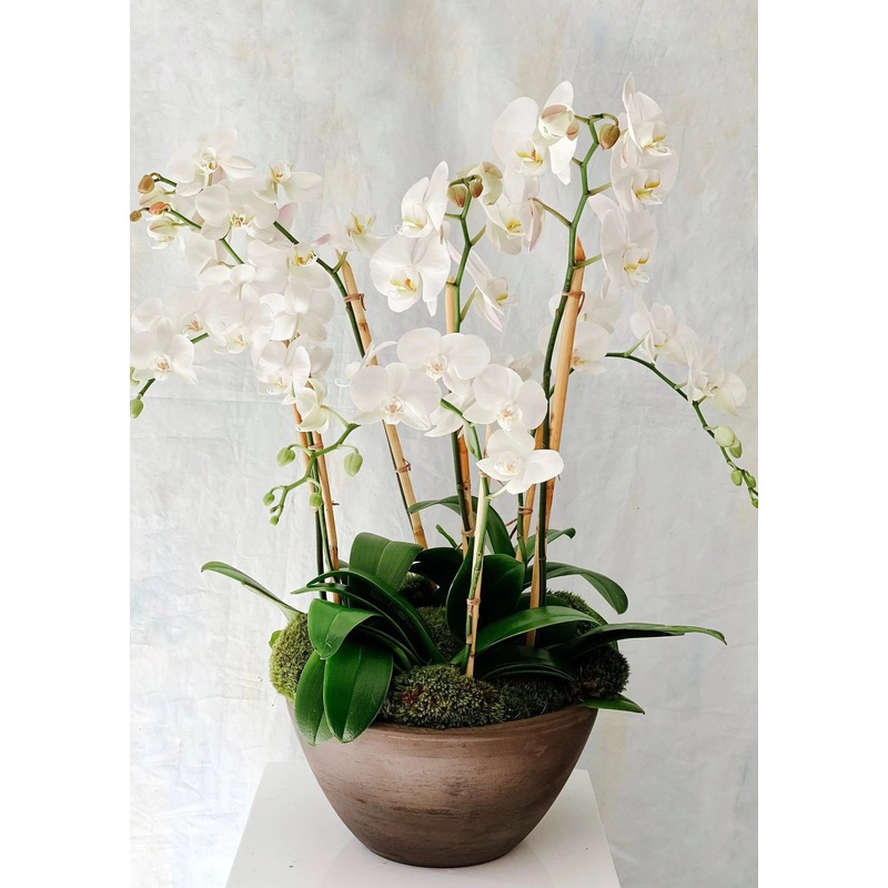 Deluxe White Phalaenopsis Orchid Planter