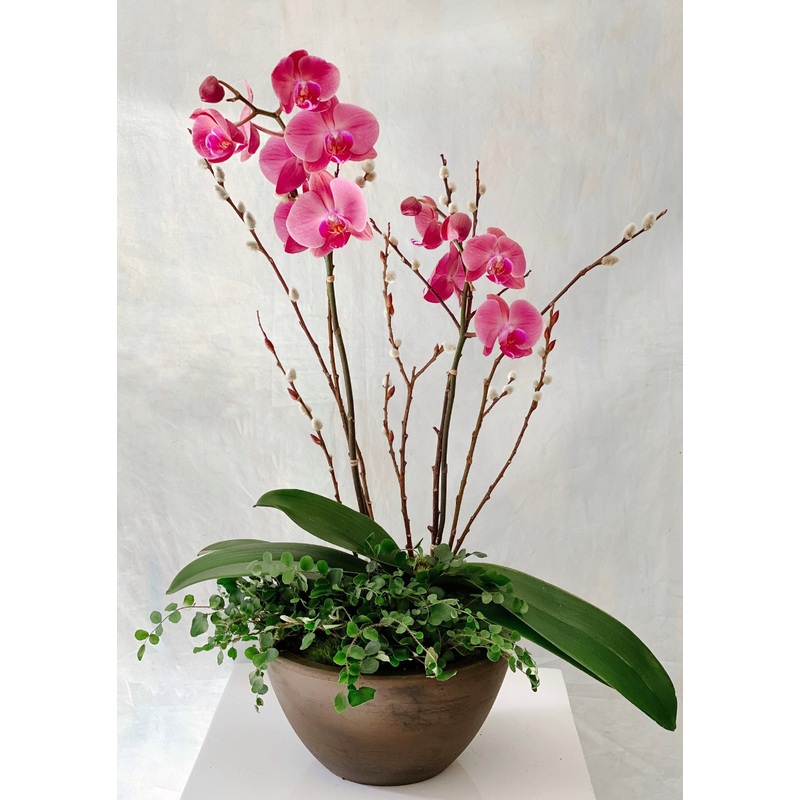 Phalaenopsis Orchid & Fern Planter