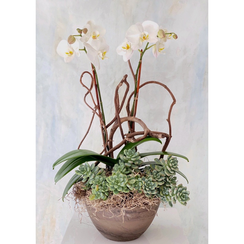 Phalaenopsis Orchid & Succulent Planter