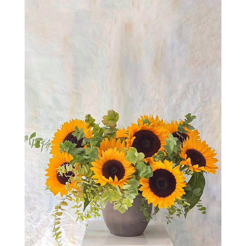 Sunflower Fields-Low Sunflower Fields & Tall Sunflower Fields