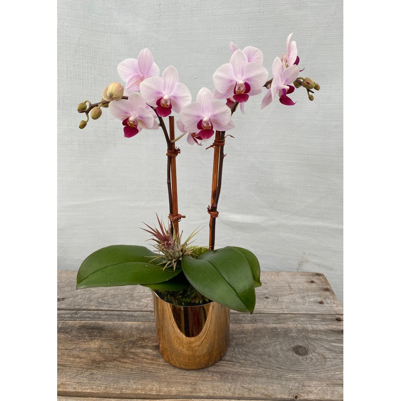 Sweetheart Orchid-Arrangement Only & + Mini Louis Sherry Gourmet Chocolates & + Large Louis Sherry Gourmet Chocolates & + Sugar Paper Candle & + Flower Pressed Shortbread Cookies | 1 Dozen