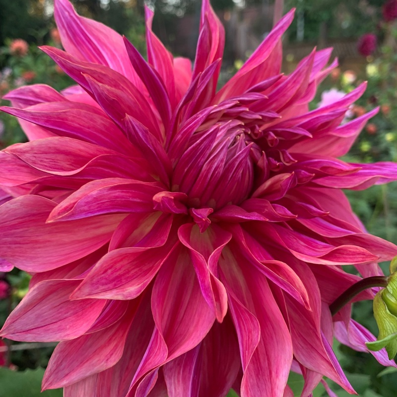 Dahlia Penhill Dark Monarch