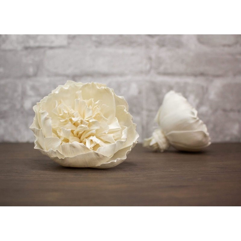 3 Coral Rose (3 Pack)